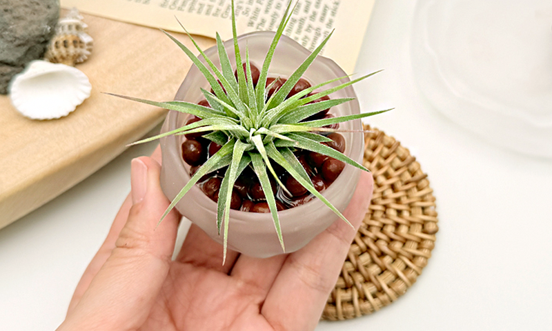 식물이 자란다. 이야기가 자란다