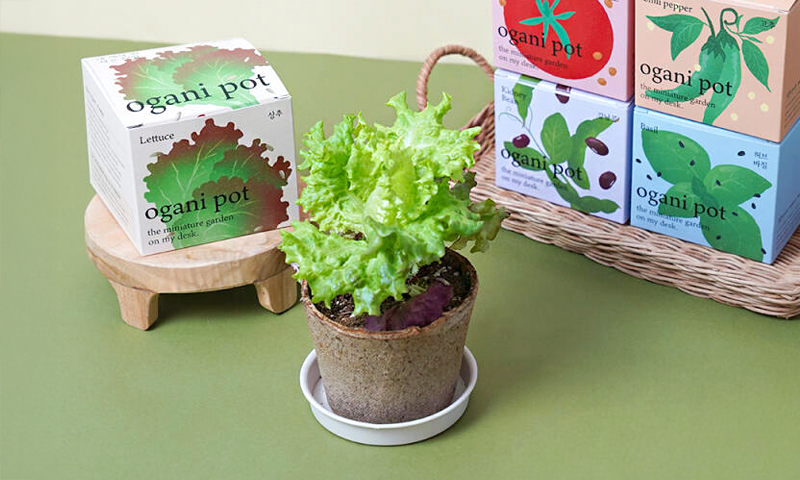 인기 씨앗 뿌립니다! 🌱 ˙.: ˚ :.・