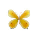 한국의 나비 4종