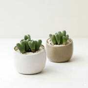 골든 하트 가든(Golden Heart Garden) 축전 미니화분