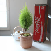 피톤치드 가득담은 율마(Cypress Breeze) 토분 화분