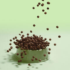 래핑찰리 굿 푸들 2kg