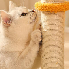 캣냐옹 플라워 펌킨 스크래쳐 고양이 용품