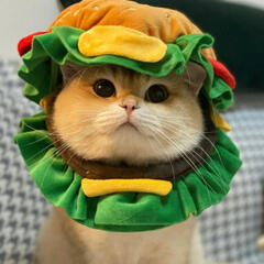 도그웨그 햄버거 모자 코스튬 강아지 할로윈 의상