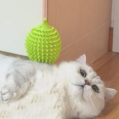 캣냐옹 고슴도치 깃털 낚시대 고양이 장난감