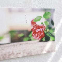 제주사진엽서_너는 예뻐