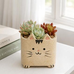 귀여운 고양이 사각 다육화분