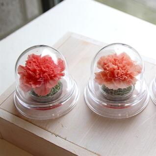 아크릴돔 - 카네이션 프리저브드