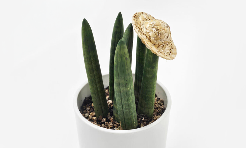 초보 식집사를 위한 안내서 🌱