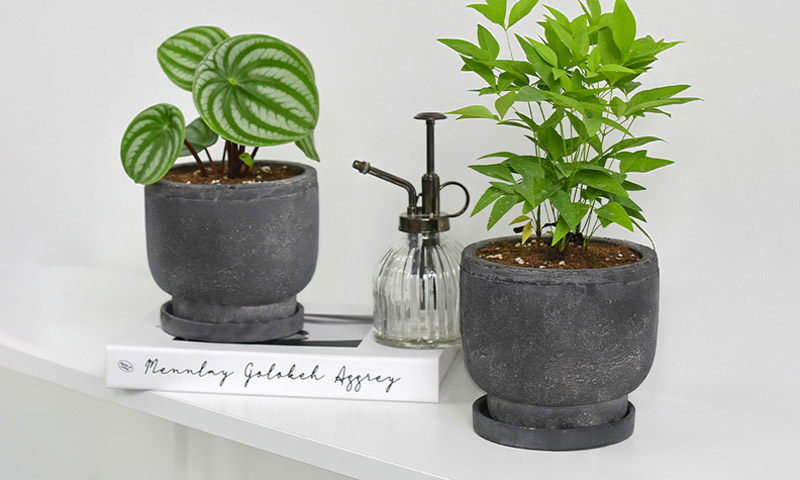 [260300000035615] 초보 식집사를 위한 리틀 가드닝 기획전-기본배너