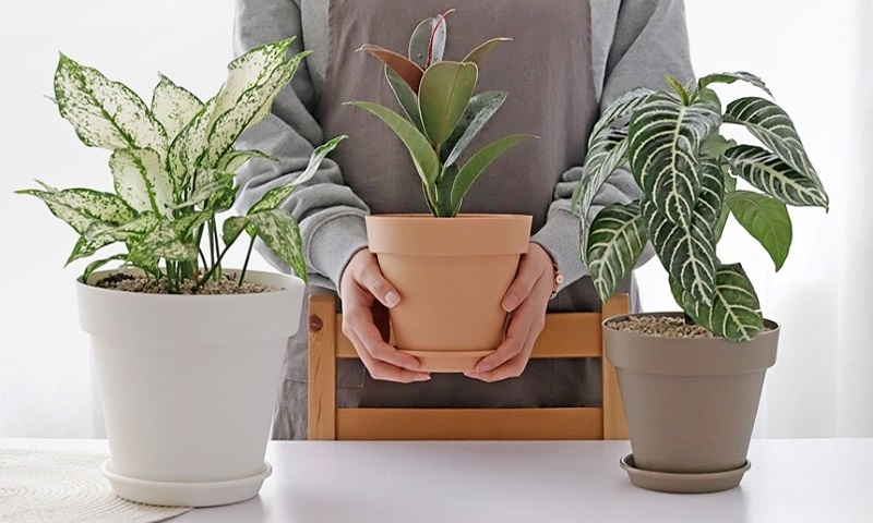 오늘부터 식물 집사🌱