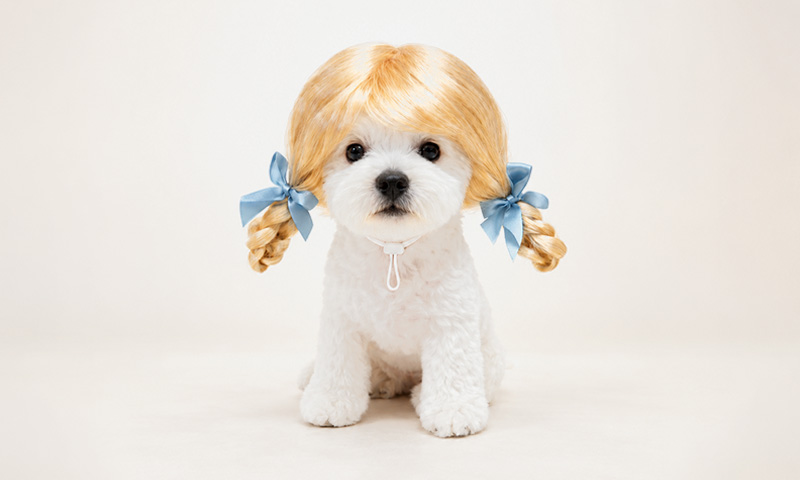 [261000000038453] 🐱 귀엽개! 힙하개! 신나개! 🐶 기획전-기본배너