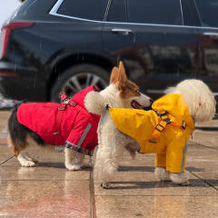 바우독 안전제일 우비 강아지 빛 반사 레인코트 판초