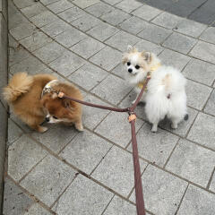 바우독 다견 빈티지 로프 리드줄 강아지 듀얼 목줄