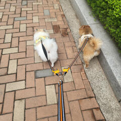 바우독 다견 빛반사 리드줄 강아지 줄 꼬임없는 목줄