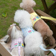 바우독 튤립 하네스+리드줄 set 강아지 산책 용품