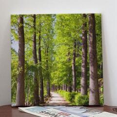 ga817-캔버스액자30x30_화창한나무숲길