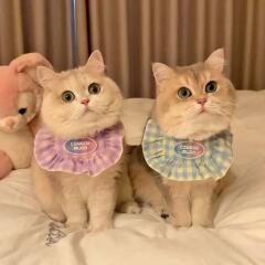 도그웨그 큐티 넥 케이프 강아지 고양이 악세사리