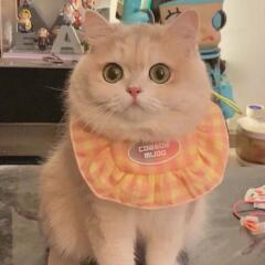 도그웨그 큐티 넥 케이프 강아지 고양이 악세사리