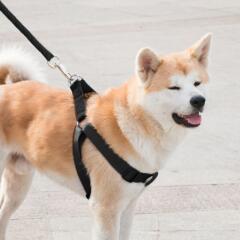 로프 대형견 목줄+하네스+리드줄 세트(XS) (블랙)