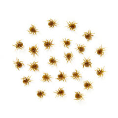 우글우글 진드기 