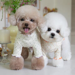 도그웨그 플라워 골지 티셔츠