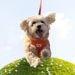 래핑찰리 이지세이프하네스(안티버그/ 해충방지)