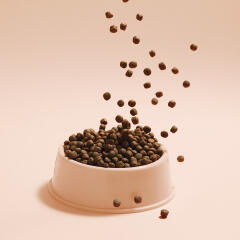 래핑찰리 해피 포메라니안 2kg