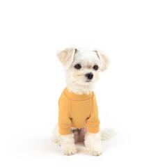 위팸 티셔츠 (옐로우)