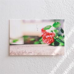 제주사진엽서_너는 예뻐