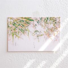 제주사진엽서_너는 강해