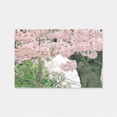 감성사진엽서_너는 어여쁘고 화창하다