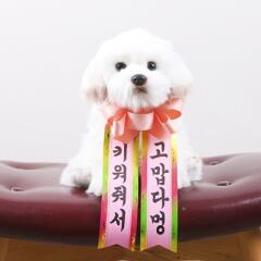 갓샵 인간화환 당일발송ver 강아지형 소형 [졸업 결혼식 생일 인간 화한]