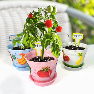 내가 꾸미고 키우는 방울토마토 화분 (1인용)