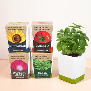 꿈쟁이 투톤사각화분 식물기르기 (4종,택1)