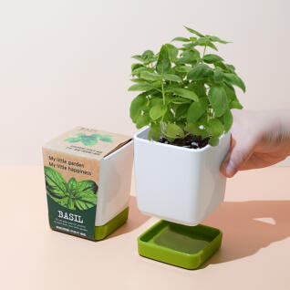 꿈쟁이 투톤사각화분 식물기르기 (4종,택1)