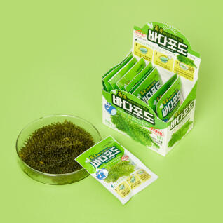 바다포도 낱개 1개입 