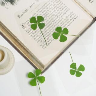 행운의 네잎클로버 압화 코팅 카드