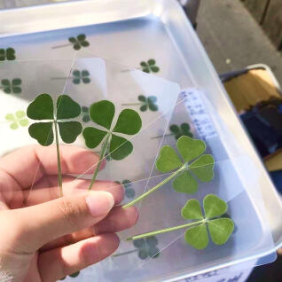 행운의 네잎클로버 압화 코팅 카드