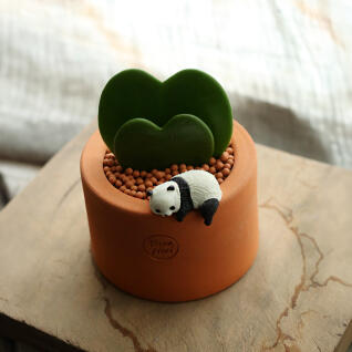 듀얼 하트 호야(Dual Hearts Hoya)선인장 오브제 선물