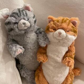 [콤비니] 선레몬 고양이 무릎 인형 모음 (랙돌,페르시안 외~)