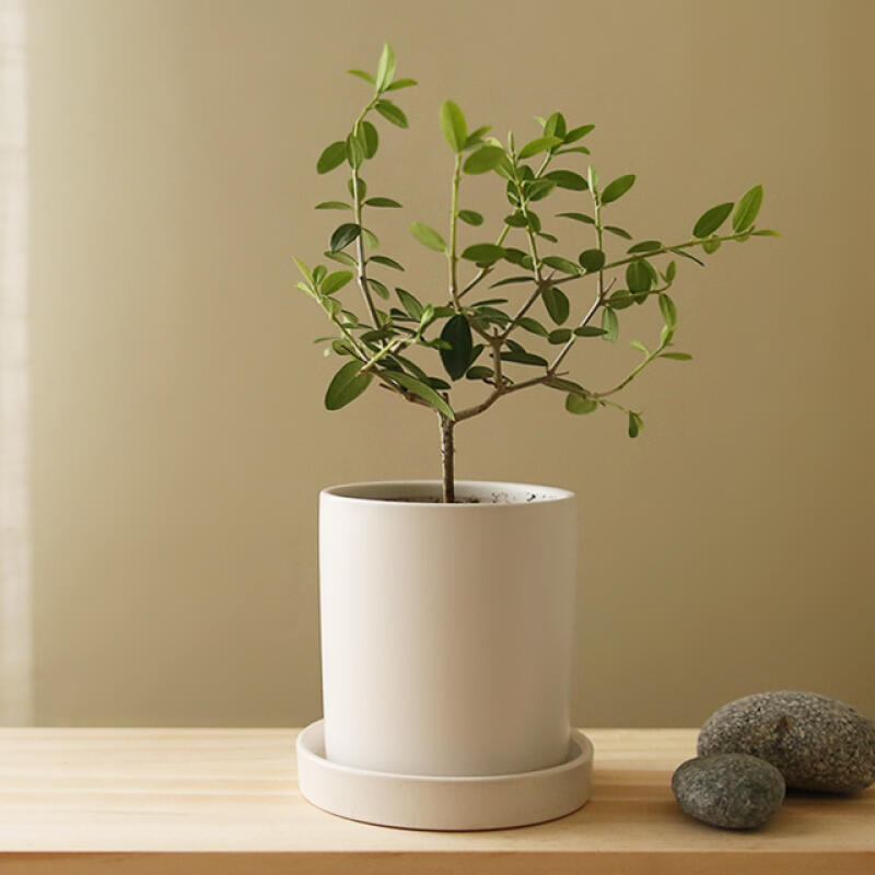Mini Plant
