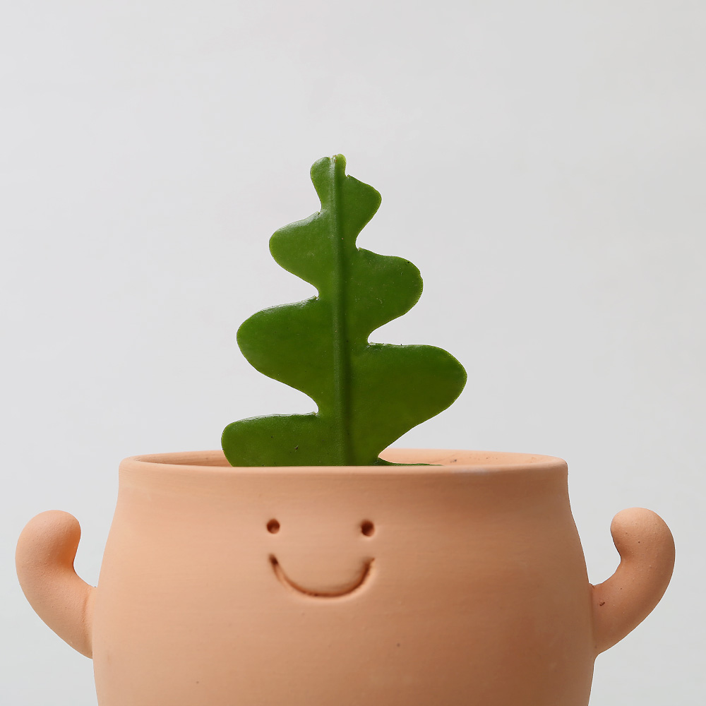 으랏차차 클레이팟 다육이 개업 승진 귀여운 화분 0004
