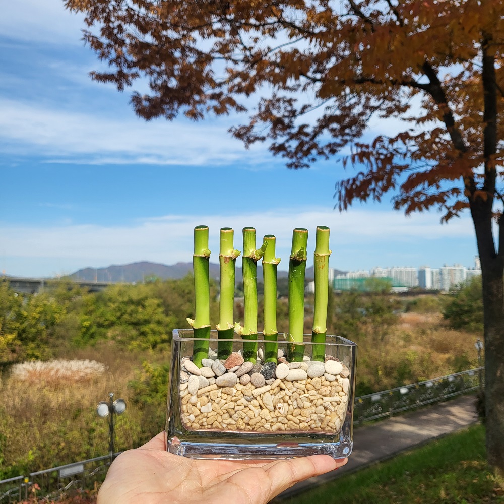 POOM | 개운죽 미니화분 행운의 대나무 테라리움 인테리어 개운죽 미니화분 행운의 대나무 테라리움 인테리어