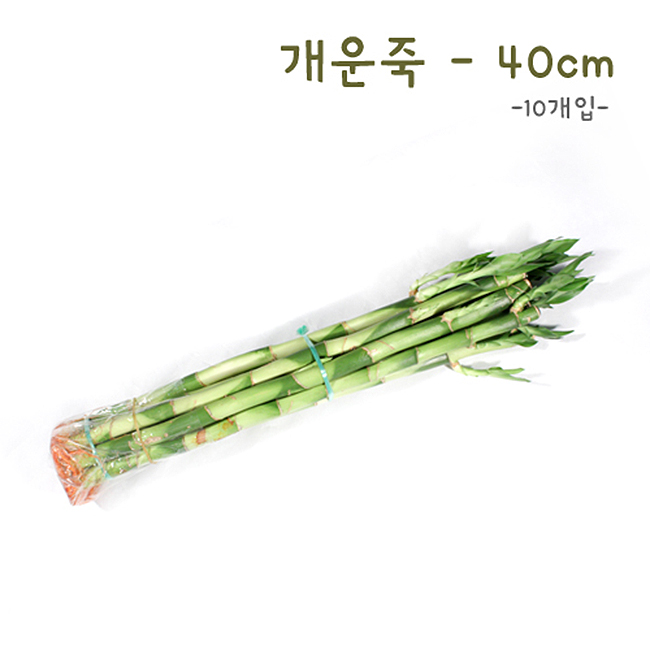 에코키즈 개운죽 40cm-10p